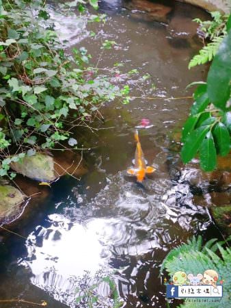 【南投住宿】埔里觀瀑渡假民宿-貓與瀑布的森呼吸旅宿，山嵐環繞美景，戲水池、KTV、餵魚、烤肉玩透透。