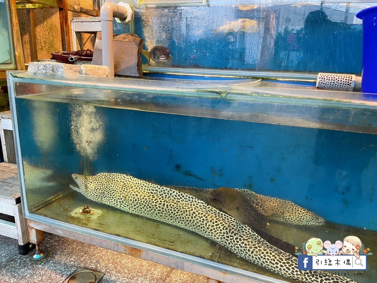 墾丁後壁湖的海味天堂｜富美海鮮餐廳：生魚片一片5元的無敵鮮味，現撈美味皆在此處，鮮味記憶每來必訪！冰淇淋免費盡情吃。
