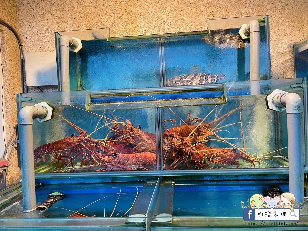 墾丁後壁湖的海味天堂｜富美海鮮餐廳：生魚片一片5元的無敵鮮味，現撈美味皆在此處，鮮味記憶每來必訪！冰淇淋免費盡情吃。
