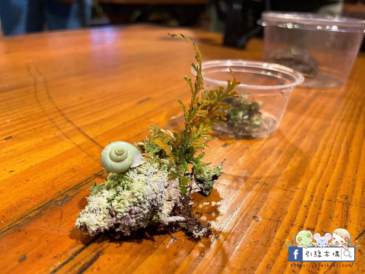 《鳳凰‧森之鳴》3大亮點全揭密!銀髮爸媽最愛!住一晚能看到幾種自然奇景?一泊二食+夜間導覽 - 第65張圖 《鳳凰‧森之鳴》3大亮點全揭密!銀髮爸媽最愛!住一晚能看到幾種自然奇景?一泊二食+夜間導覽