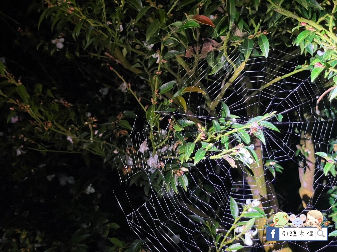 《鳳凰‧森之鳴》3大亮點全揭密!銀髮爸媽最愛!住一晚能看到幾種自然奇景?一泊二食+夜間導覽 - 第64張圖 《鳳凰‧森之鳴》3大亮點全揭密!銀髮爸媽最愛!住一晚能看到幾種自然奇景?一泊二食+夜間導覽