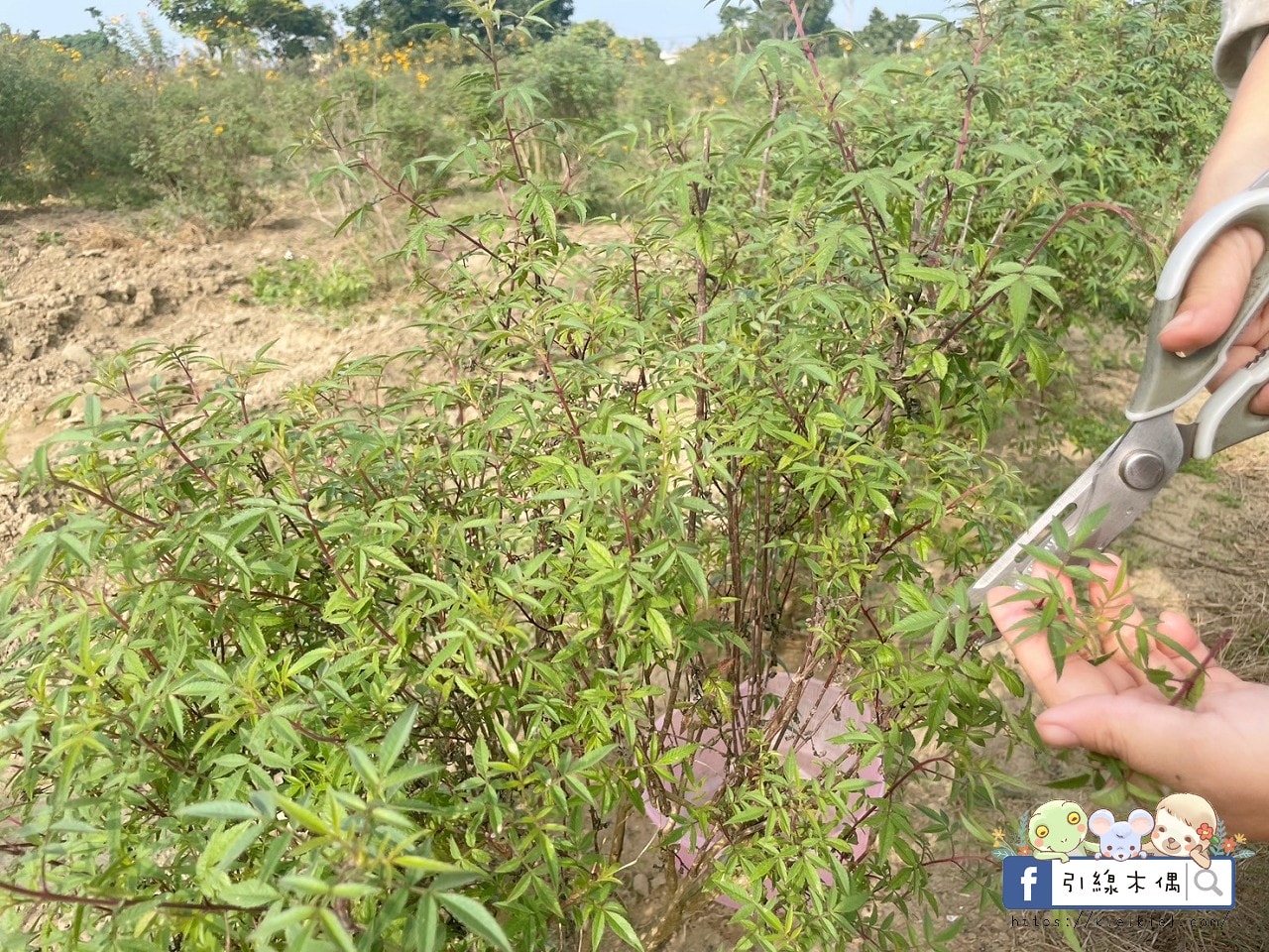 《天然莊園NTG》慢步阿里山,染一布自然,品一壺歲月。茶香與染色,寫下旅行的柔軟時光。 - 第25張圖 《天然莊園NTG》慢步阿里山,染一布自然,品一壺歲月。茶香與染色,寫下旅行的柔軟時光。