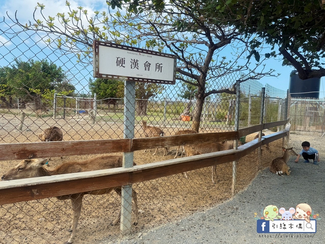 親子出遊必收!《鹿境梅花鹿生態園區》最萌親子景點!零距離摸梅花鹿,還有水豚君團團包圍✨墾丁小奈良/門票優惠 - 第29張圖 親子出遊必收!《鹿境梅花鹿生態園區》最萌親子景點!零距離摸梅花鹿,還有水豚君團團包圍✨墾丁小奈良/門票優惠
