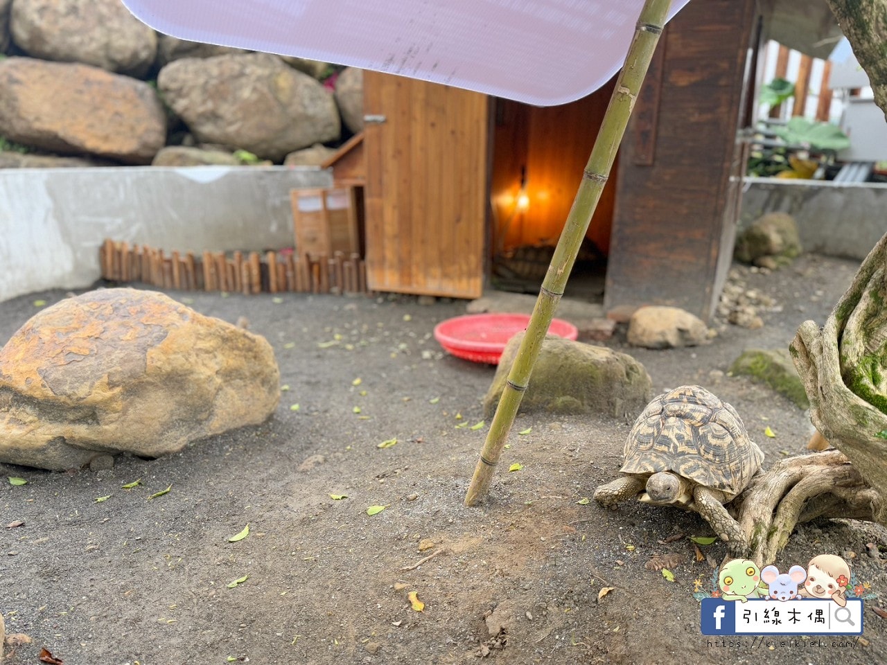 門票全額折抵玩樂免費送!《鹿芝谷生態景觀園區》5大親子亮點,全台少見的多種類萌寵天堂,還有多種DIY多肉遊戲區。水豚、黑鼻羊、梅花鹿、陸龜等。 - 第43張圖 門票全額折抵玩樂免費送!《鹿芝谷生態景觀園區》5大親子亮點,全台少見的多種類萌寵天堂,還有多種DIY多肉遊戲區。水豚、黑鼻羊、梅花鹿、陸龜等。