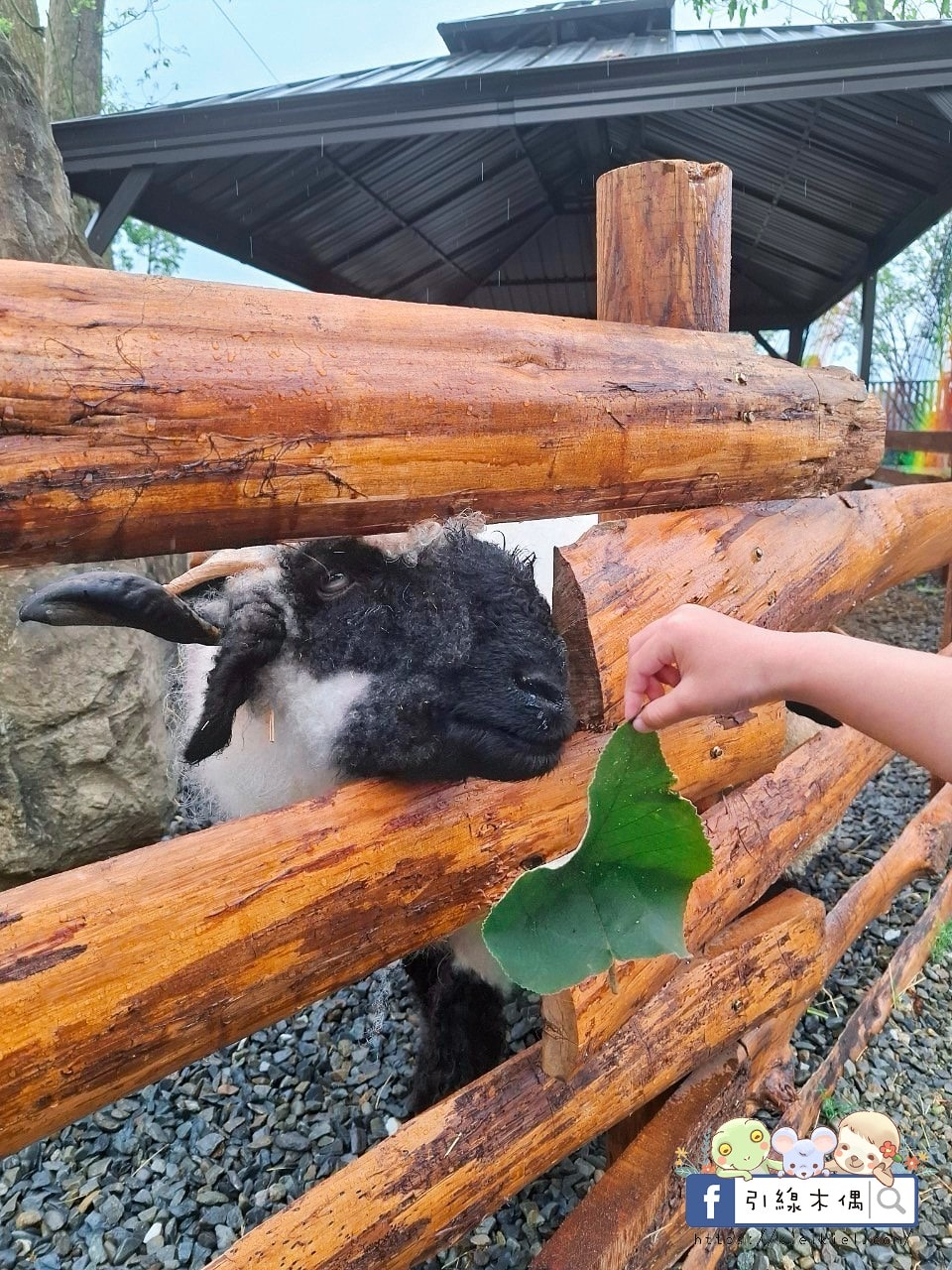 門票全額折抵玩樂免費送!《鹿芝谷生態景觀園區》5大親子亮點,全台少見的多種類萌寵天堂,還有多種DIY多肉遊戲區。水豚、黑鼻羊、梅花鹿、陸龜等。 - 第29張圖 門票全額折抵玩樂免費送!《鹿芝谷生態景觀園區》5大親子亮點,全台少見的多種類萌寵天堂,還有多種DIY多肉遊戲區。水豚、黑鼻羊、梅花鹿、陸龜等。