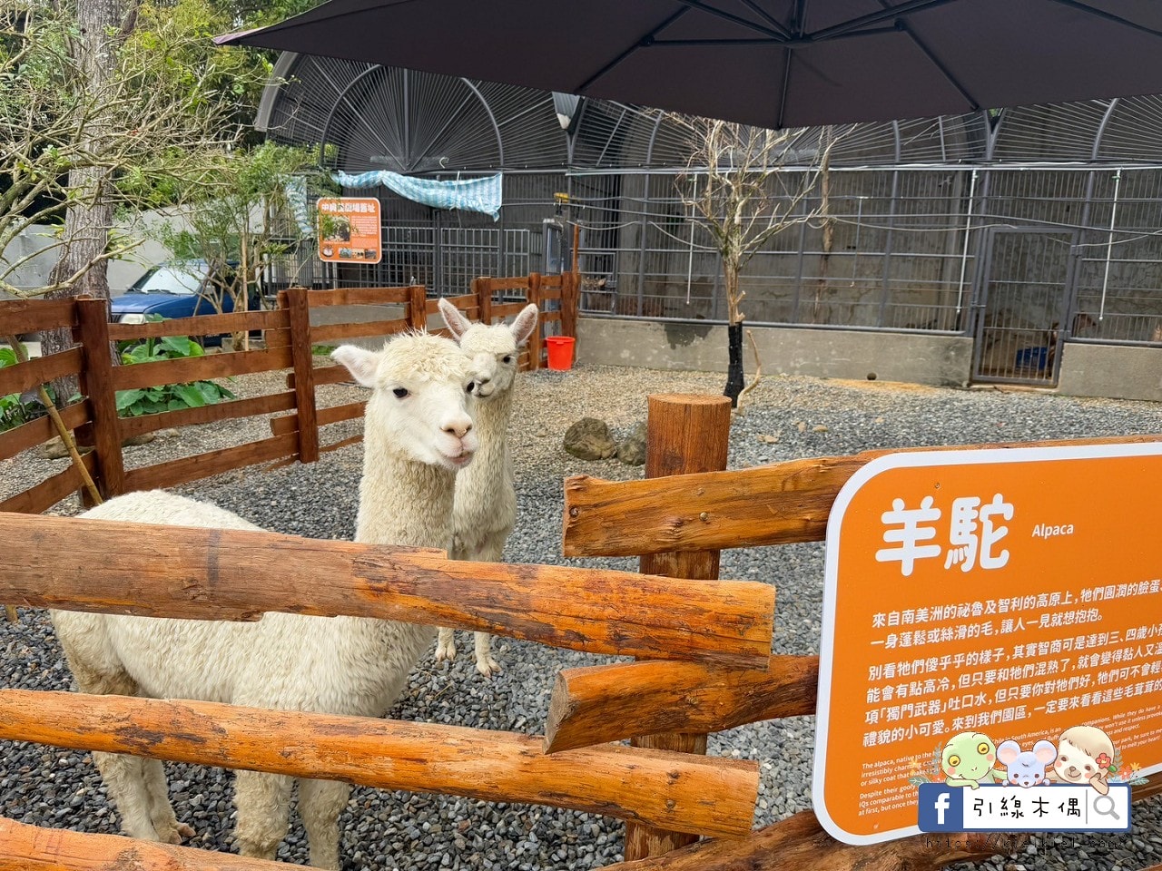 門票全額折抵玩樂免費送!《鹿芝谷生態景觀園區》5大親子亮點,全台少見的多種類萌寵天堂,還有多種DIY多肉遊戲區。水豚、黑鼻羊、梅花鹿、陸龜等。 - 第49張圖 門票全額折抵玩樂免費送!《鹿芝谷生態景觀園區》5大親子亮點,全台少見的多種類萌寵天堂,還有多種DIY多肉遊戲區。水豚、黑鼻羊、梅花鹿、陸龜等。