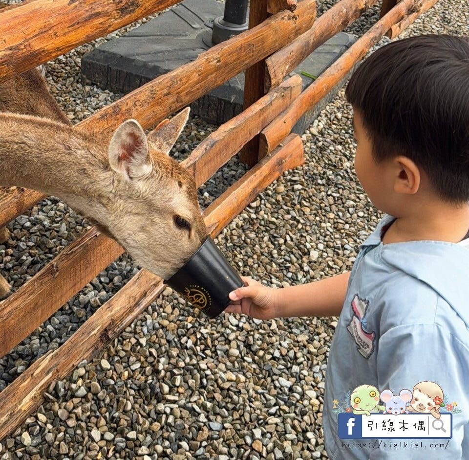 門票全額折抵玩樂免費送!《鹿芝谷生態景觀園區》5大親子亮點,全台少見的多種類萌寵天堂,還有多種DIY多肉遊戲區。水豚、黑鼻羊、梅花鹿、陸龜等。 - 第36張圖 門票全額折抵玩樂免費送!《鹿芝谷生態景觀園區》5大親子亮點,全台少見的多種類萌寵天堂,還有多種DIY多肉遊戲區。水豚、黑鼻羊、梅花鹿、陸龜等。