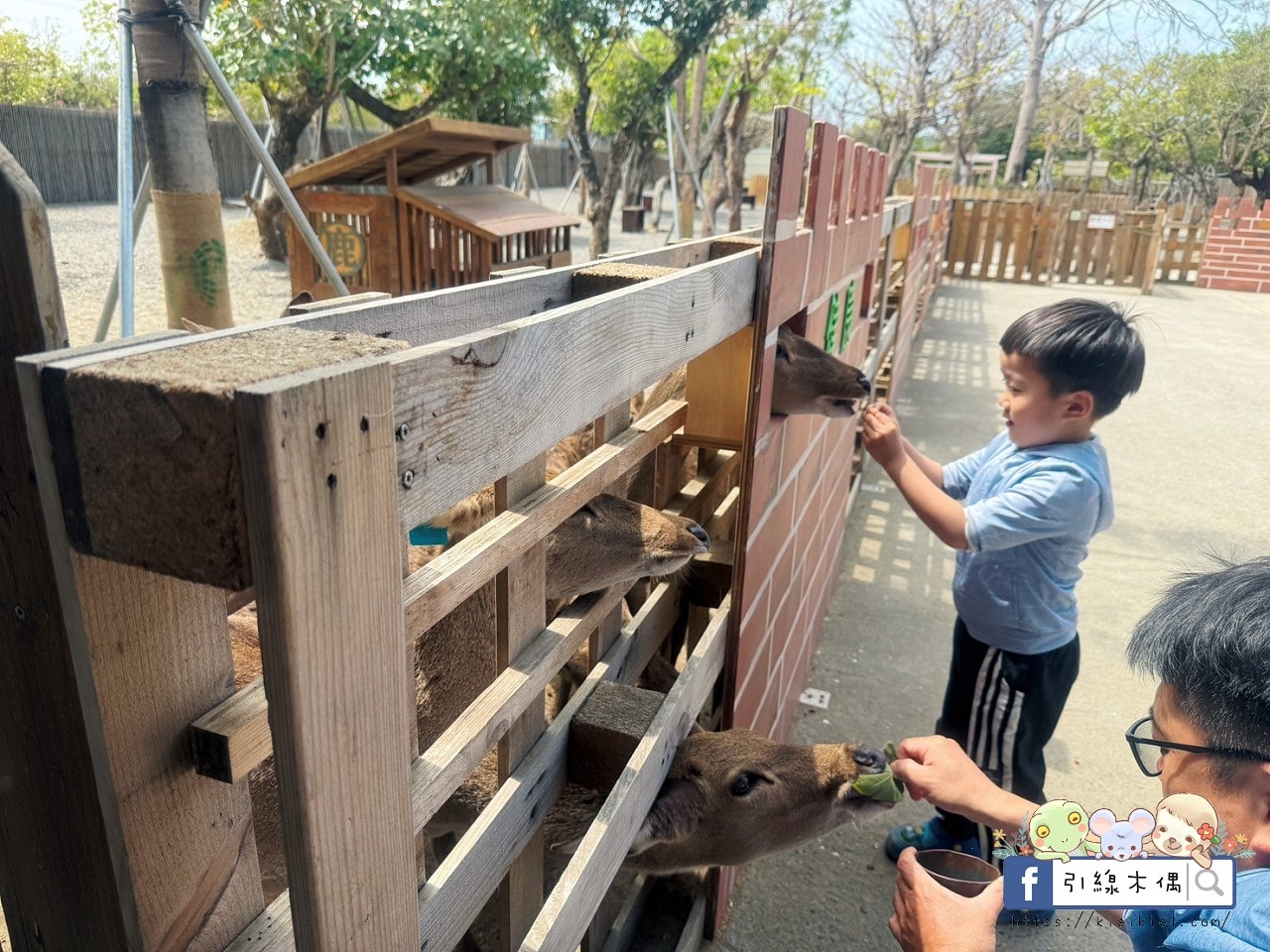 親子出遊必收!《鹿境梅花鹿生態園區》最萌親子景點!零距離摸梅花鹿,還有水豚君團團包圍✨墾丁小奈良/門票優惠 - 第26張圖 親子出遊必收!《鹿境梅花鹿生態園區》最萌親子景點!零距離摸梅花鹿,還有水豚君團團包圍✨墾丁小奈良/門票優惠