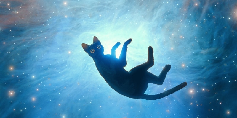 喵的奇幻漂流