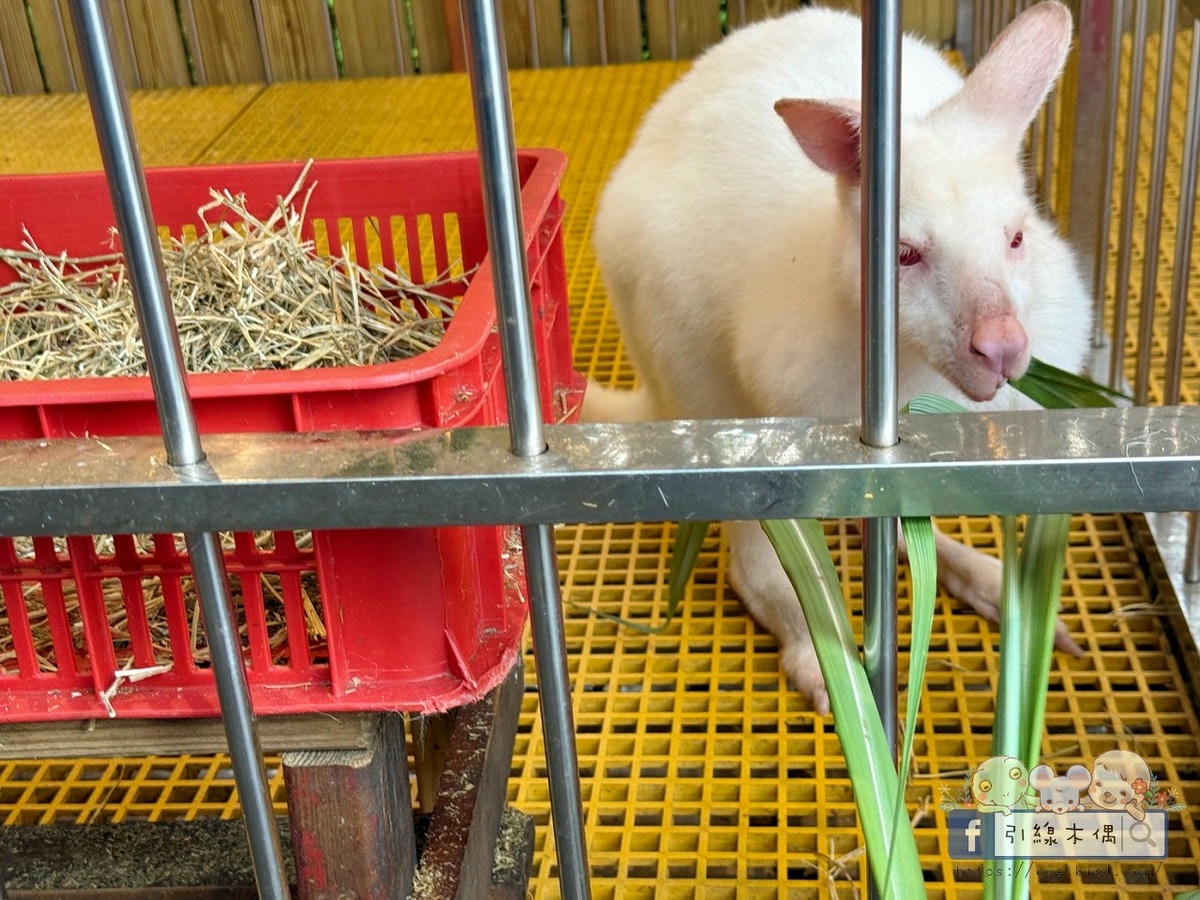 泡湯秘境在哪?《新月塢溫泉》3個理由,帶你走進森林系溫泉的趣味。 - 第28張圖 泡湯秘境在哪?《新月塢溫泉》3個理由,帶你走進森林系溫泉的趣味。
