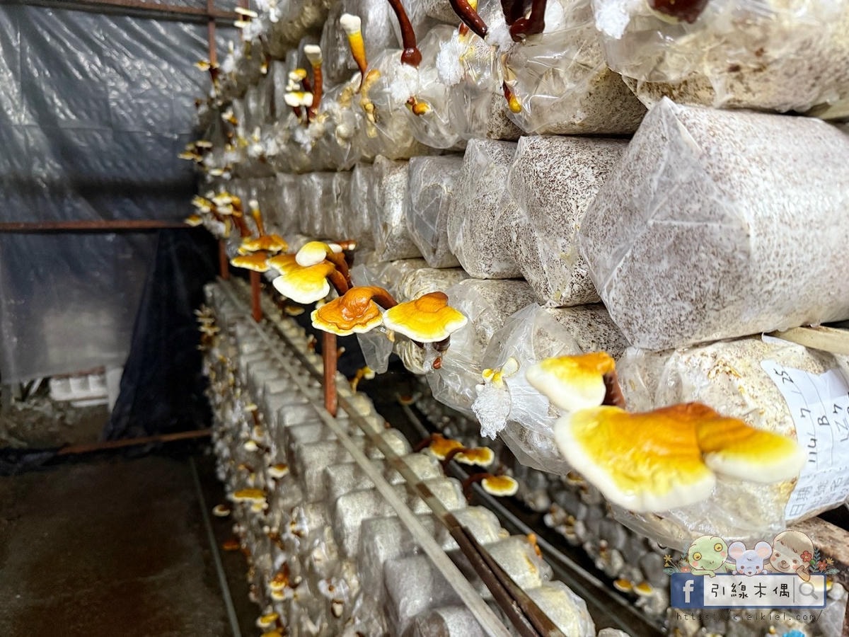 變身小小菇農!免門票景點曝光,《豐年農場》帶孩子採菇、烤菇、生態瓶DIY一次滿足! - 第39張圖 變身小小菇農!免門票景點曝光,《豐年農場》帶孩子採菇、烤菇、生態瓶DIY一次滿足!