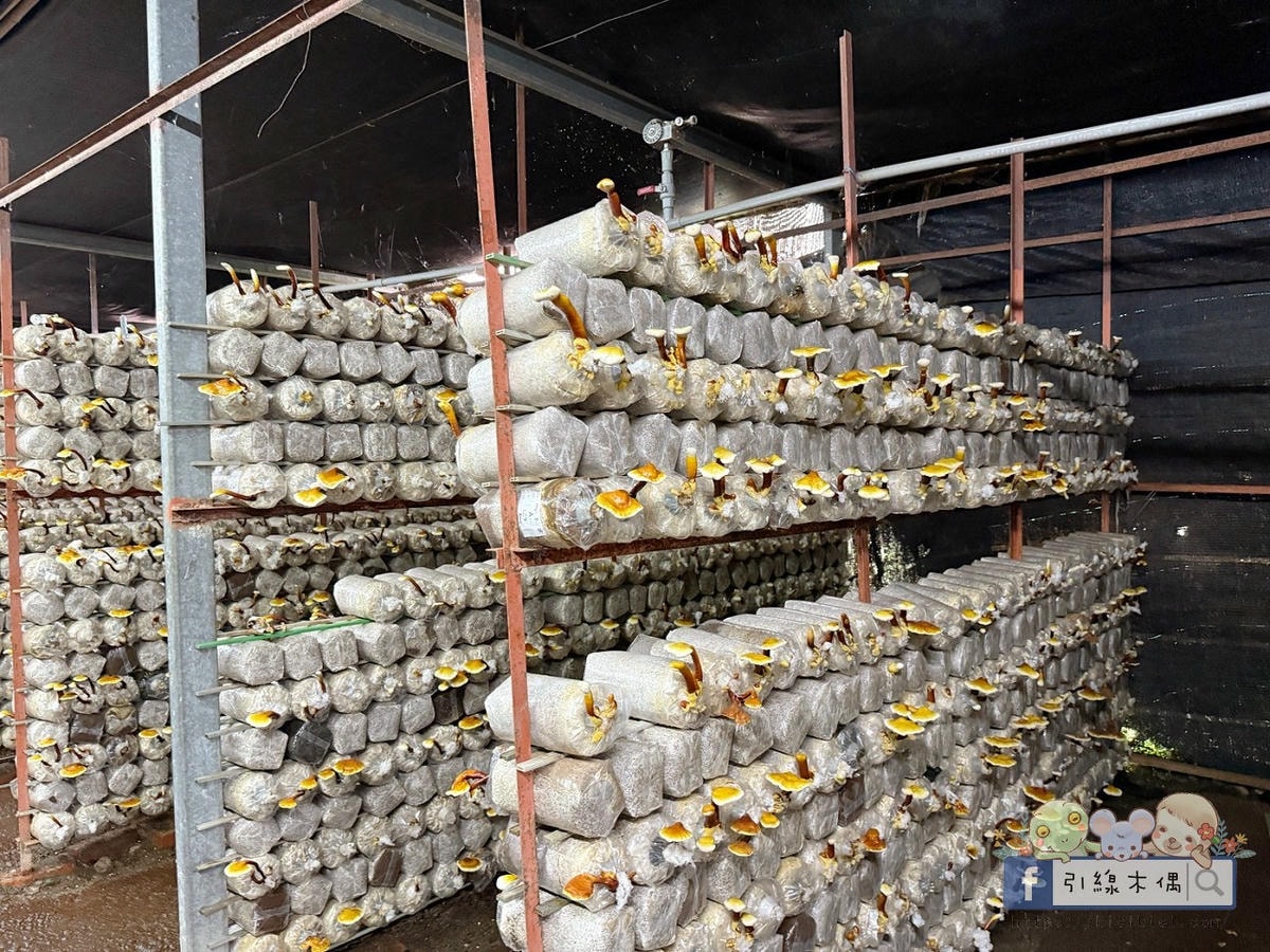 變身小小菇農!免門票景點曝光,《豐年農場》帶孩子採菇、烤菇、生態瓶DIY一次滿足! - 第40張圖 變身小小菇農!免門票景點曝光,《豐年農場》帶孩子採菇、烤菇、生態瓶DIY一次滿足!