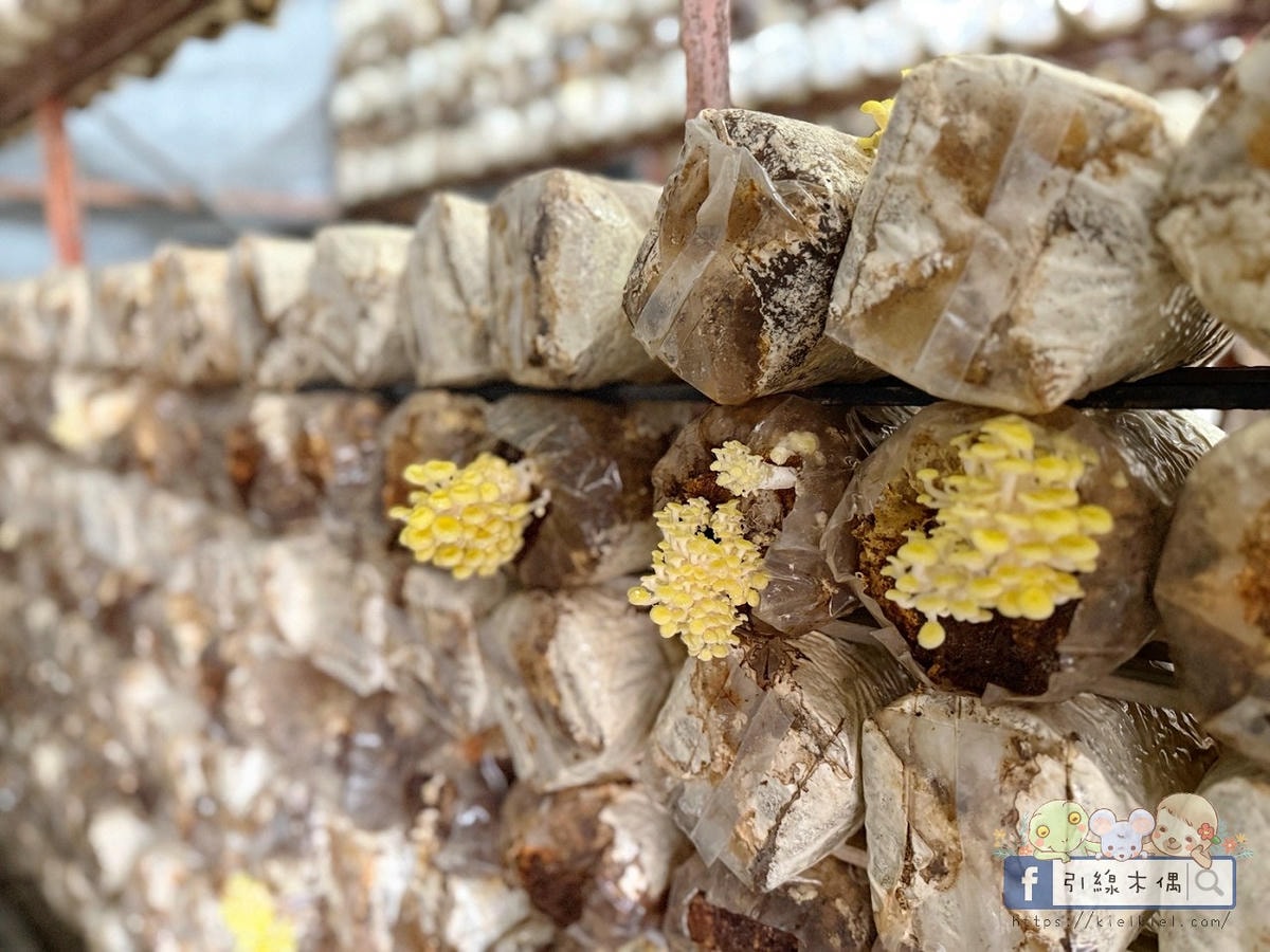 變身小小菇農!免門票景點曝光,《豐年農場》帶孩子採菇、烤菇、生態瓶DIY一次滿足! - 第35張圖 變身小小菇農!免門票景點曝光,《豐年農場》帶孩子採菇、烤菇、生態瓶DIY一次滿足!
