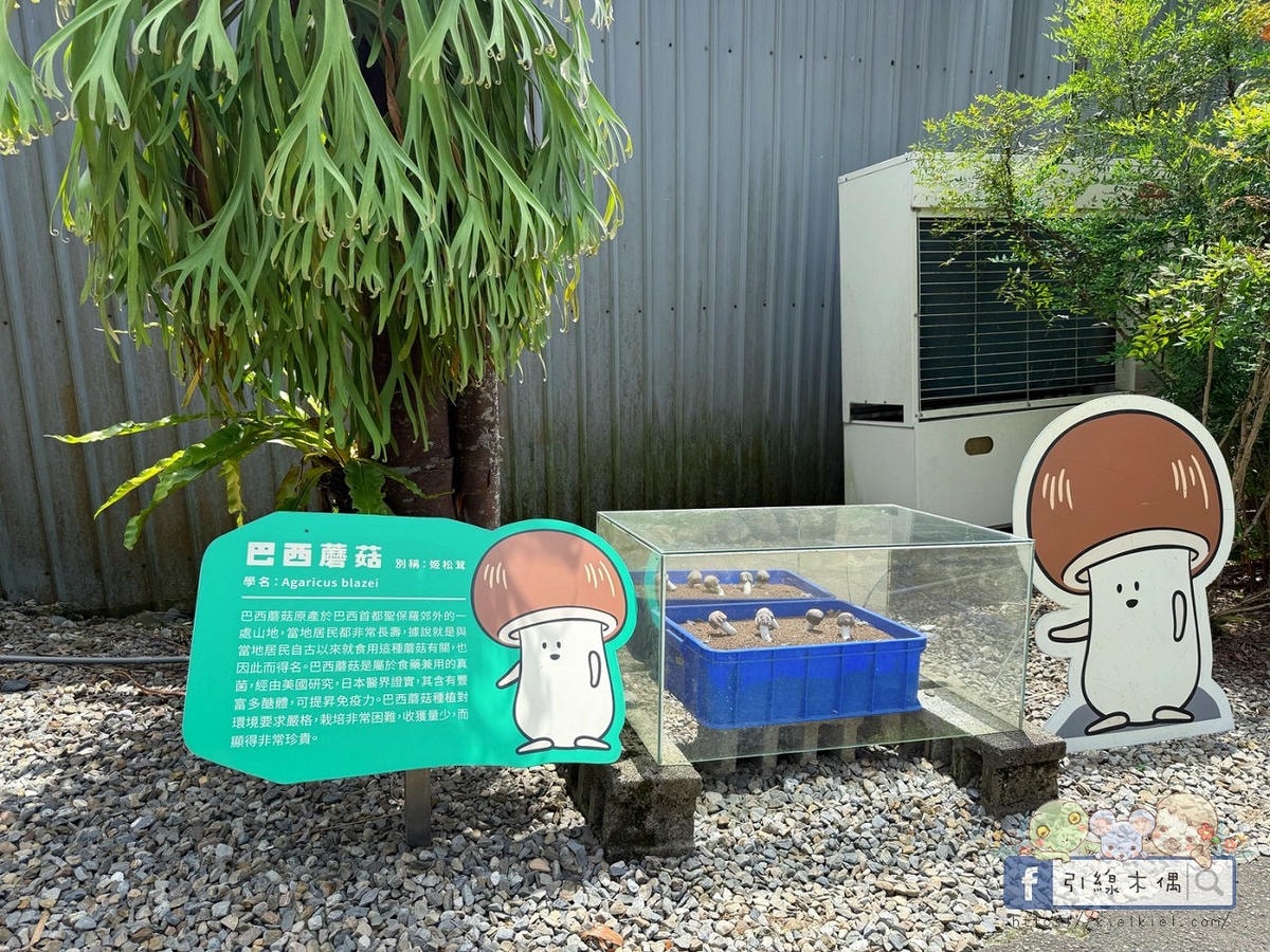 變身小小菇農!免門票景點曝光,《豐年農場》帶孩子採菇、烤菇、生態瓶DIY一次滿足! - 第10張圖 變身小小菇農!免門票景點曝光,《豐年農場》帶孩子採菇、烤菇、生態瓶DIY一次滿足!